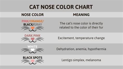 cat nose color chart|why does my cat's nose change.